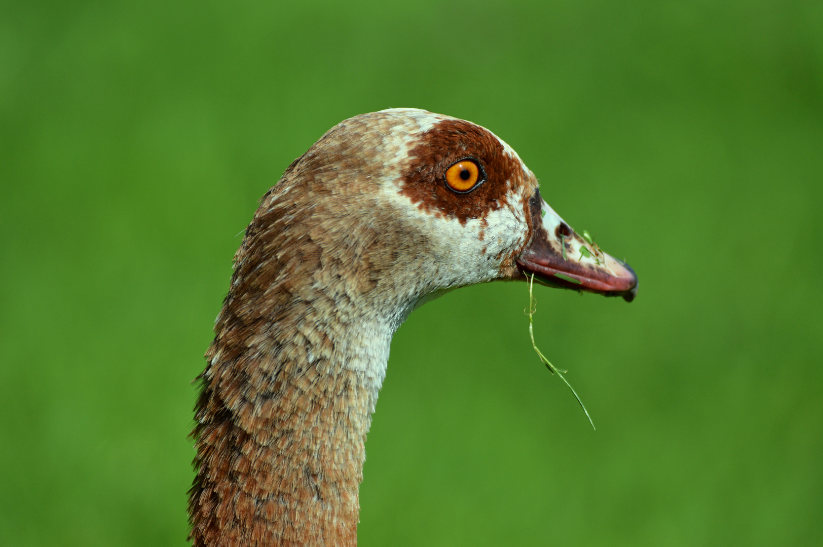 Nilgans Portrait