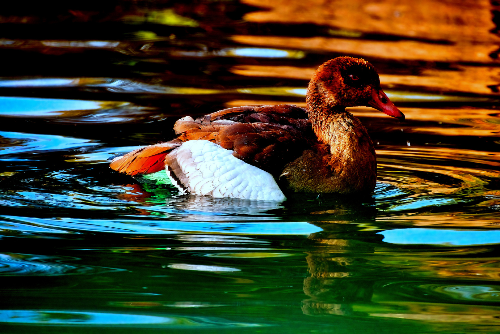 Nilgans Portrait mit angedeutetem Spiegelbuld