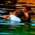 Nilgans Portrait mit angedeutetem Spiegelbuld