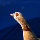 Nilgans-Portrait # Retrato de un ganso