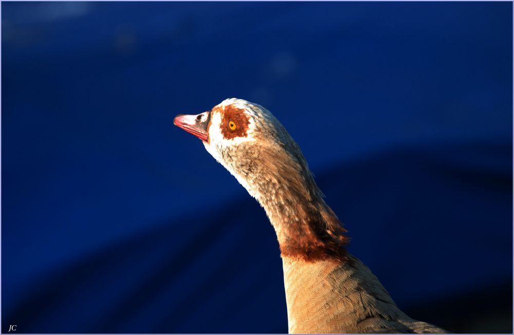 Nilgans-Portrait # Retrato de un ganso