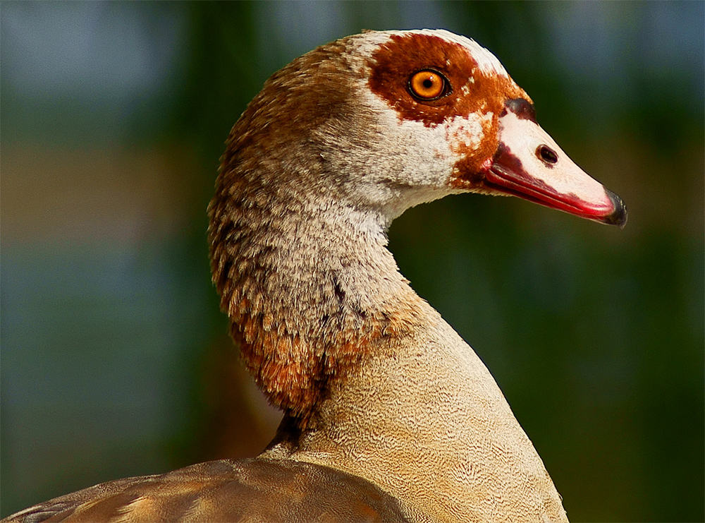 Nilgans Portrait (Versuch)