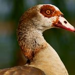 Nilgans Portrait (Versuch)