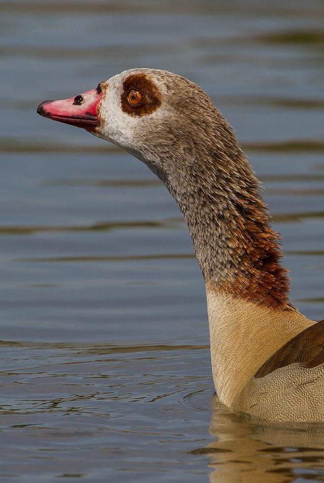 Nilgans Profilporträt