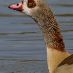 Nilgans Profilporträt