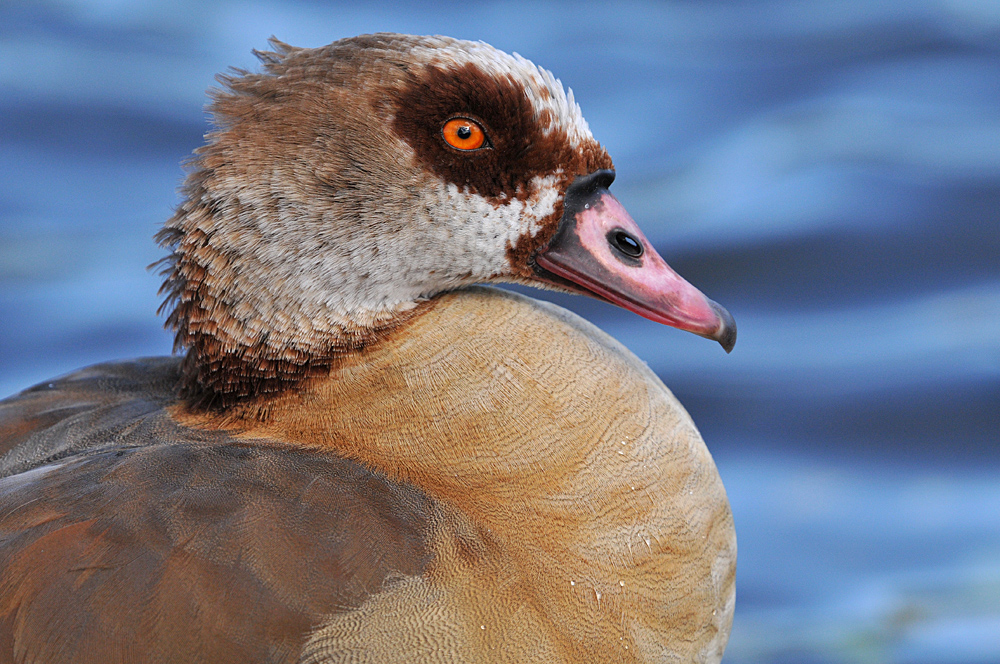 Nilgans: Schick mit Sturmfrisur