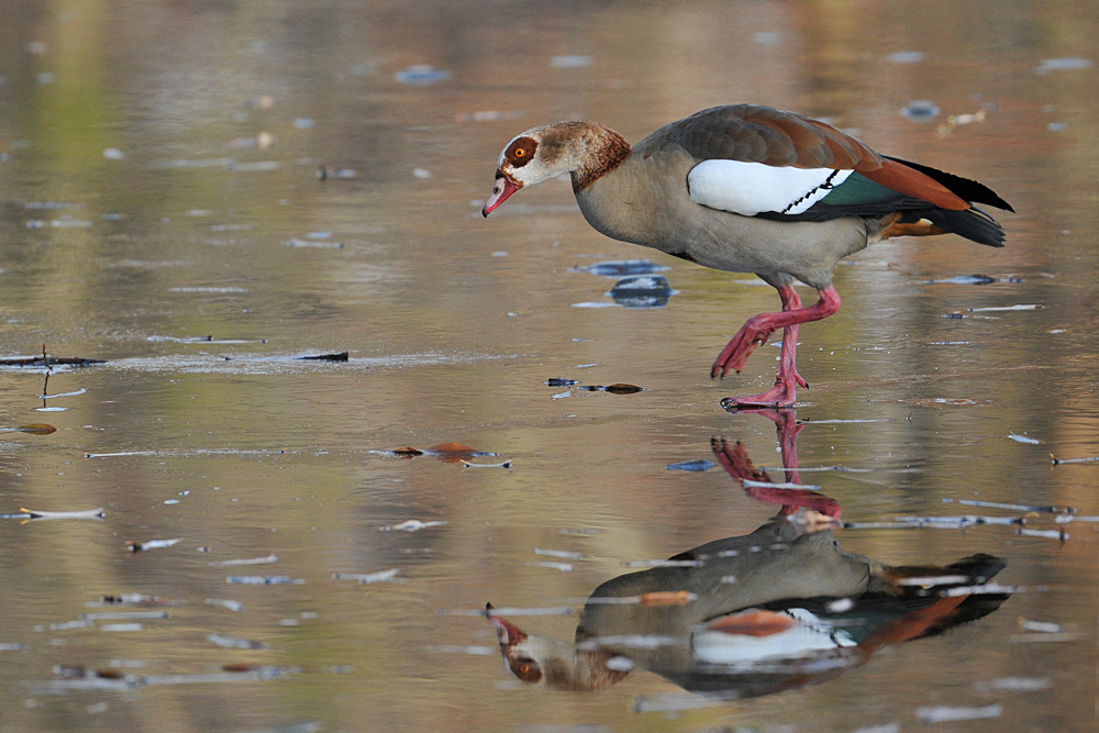 Nilgans – Schlittern 02