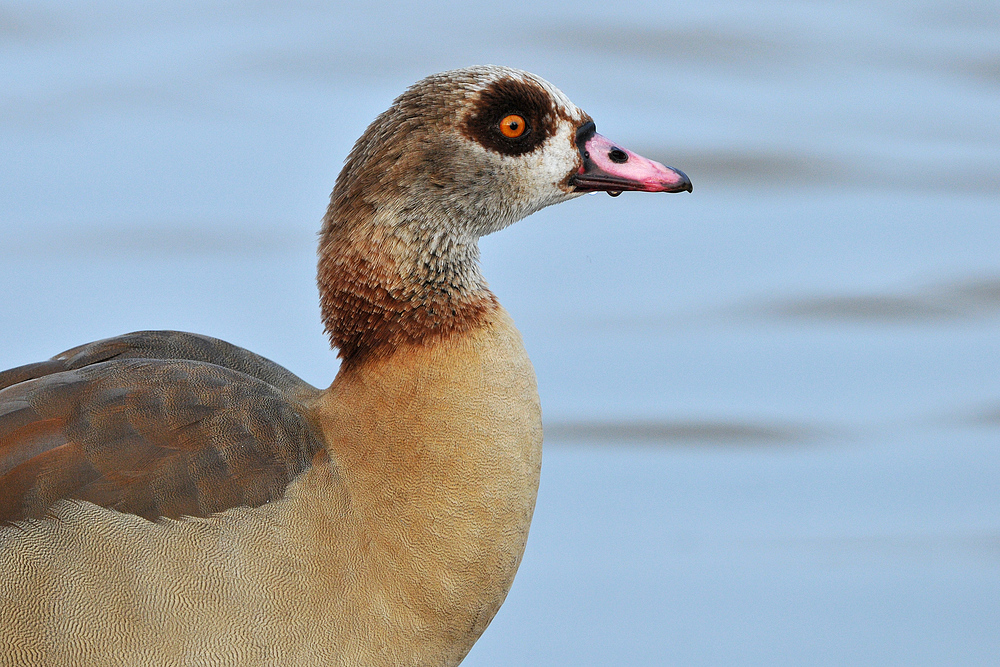 Nilgans – Schnabeltropfen