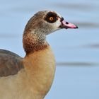 Nilgans – Schnabeltropfen