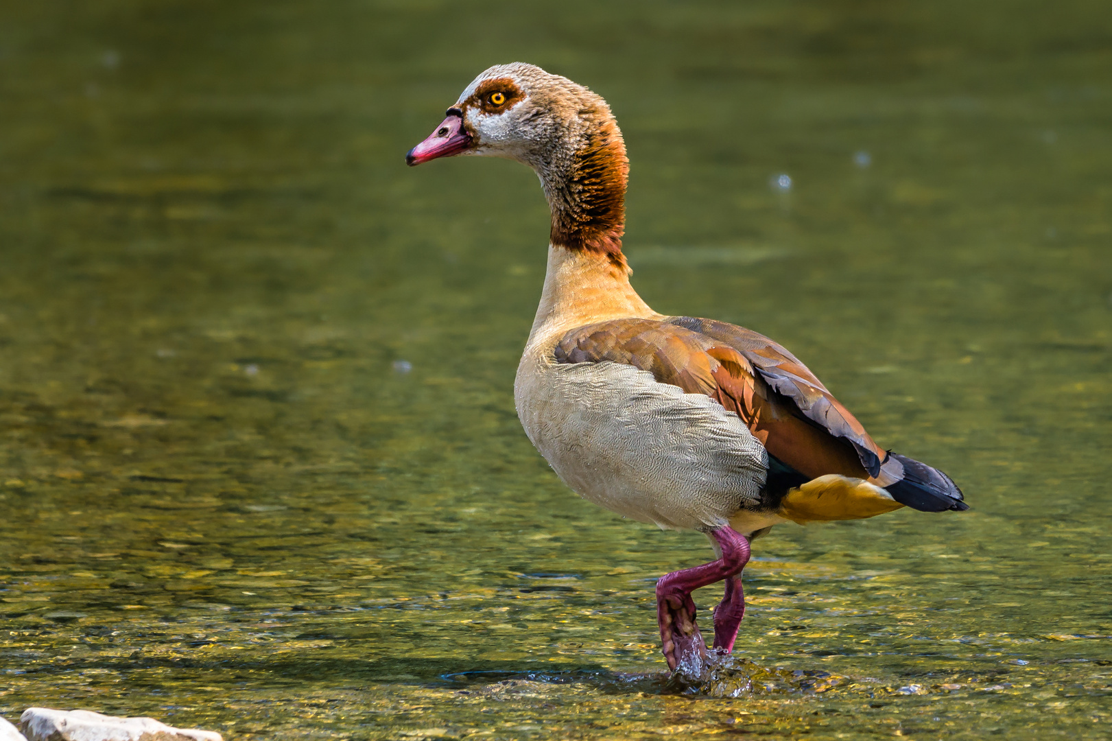 Nilgans "Schönheit"