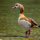 Nilgans "Schönheit"