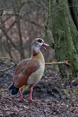 Nilgans "Schreihals"