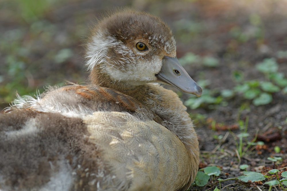 Nilgans - Seite