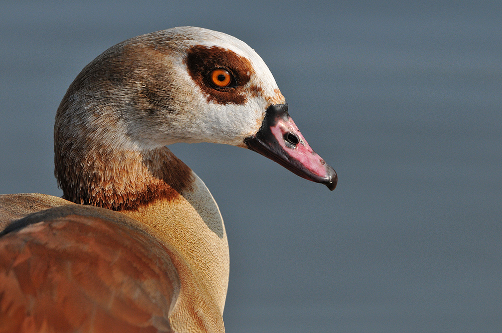 Nilgans – Seitenblick