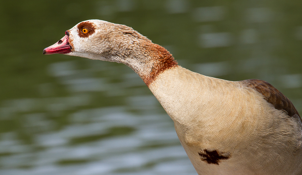 Nilgans Seitenprofil