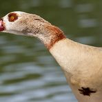 Nilgans Seitenprofil