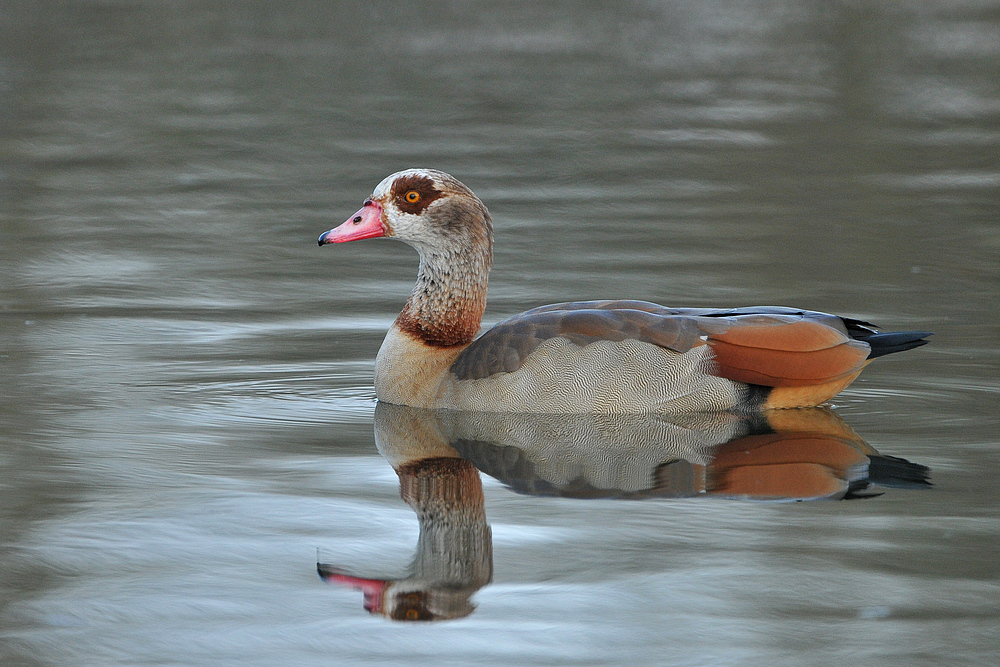 Nilgans – Spiegeln 01