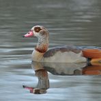 Nilgans – Spiegeln 01