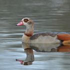 Nilgans – Spiegeln 01