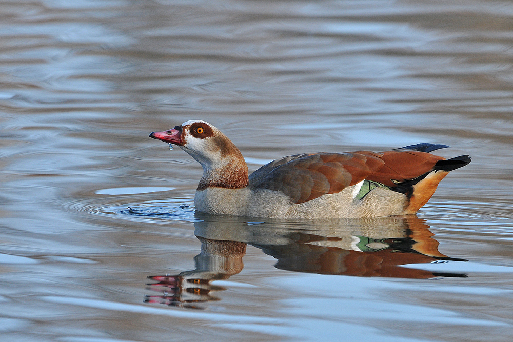 Nilgans – Spiegeln 02