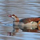 Nilgans – Spiegeln 02