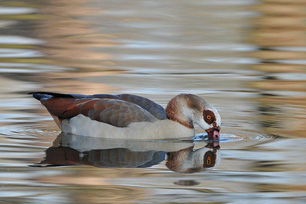 Nilgans – Spiegeln 04