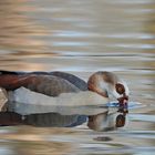 Nilgans – Spiegeln 04