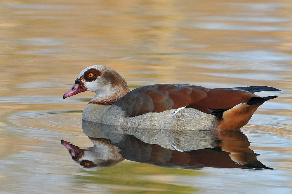 Nilgans – Spiegeln 05