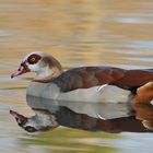 Nilgans – Spiegeln 05