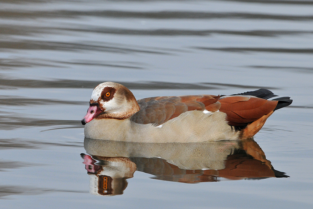 Nilgans – Spiegeln 06