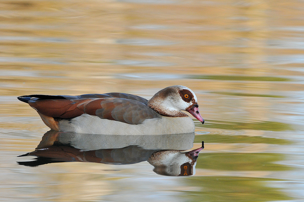 Nilgans – Spiegeln 06