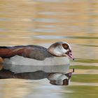 Nilgans – Spiegeln 06