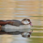 Nilgans – Spiegeln 06