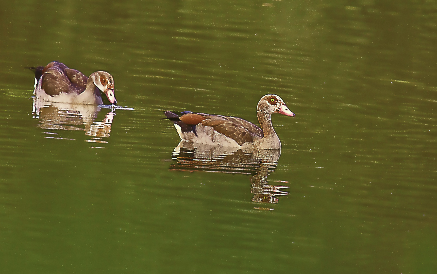 Nilgans Spiegelung