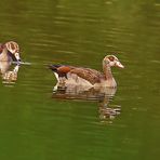 Nilgans Spiegelung