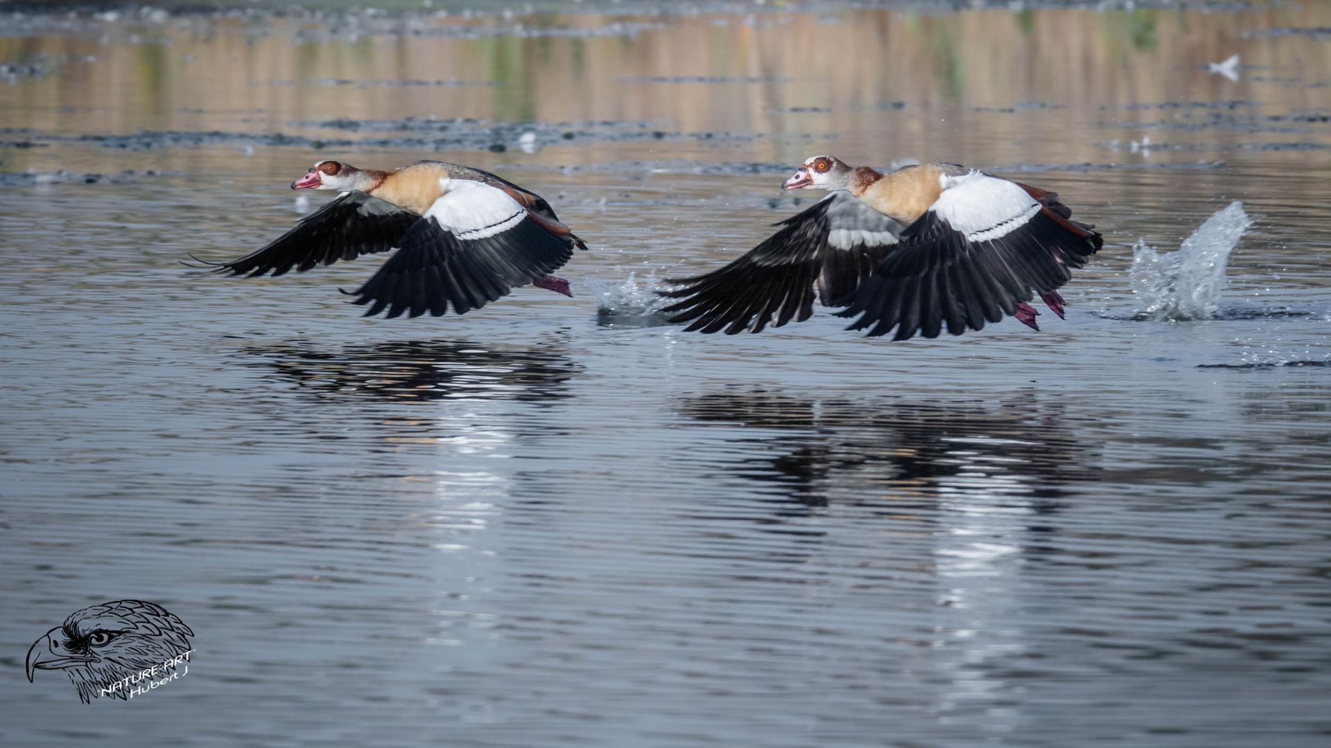 Nilgans Start 