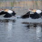 Nilgans Start 