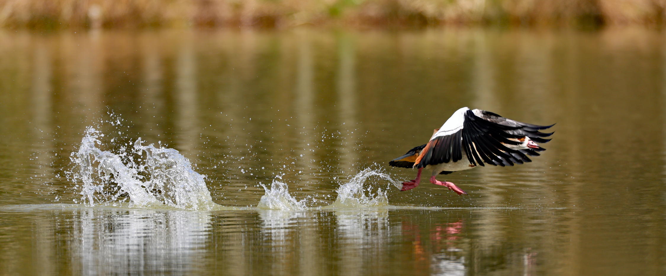 Nilgans-Start