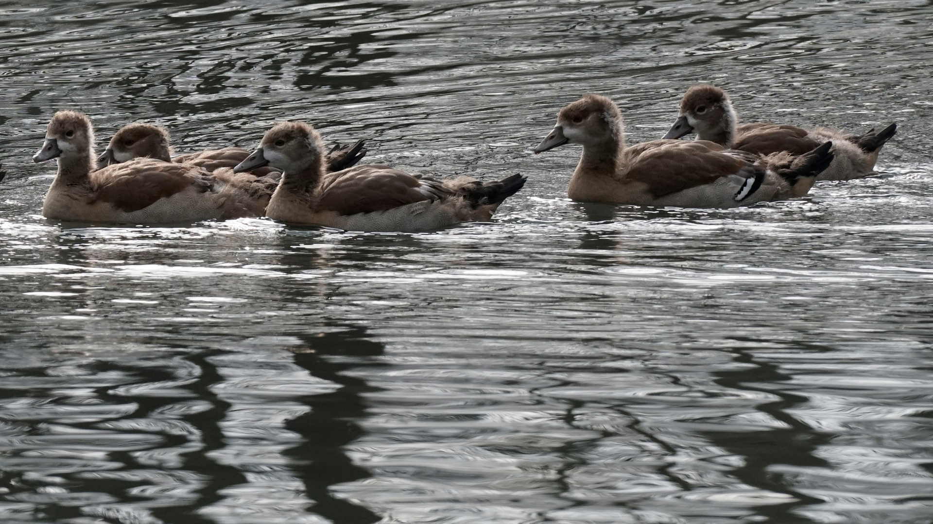 Nilgans Teenies