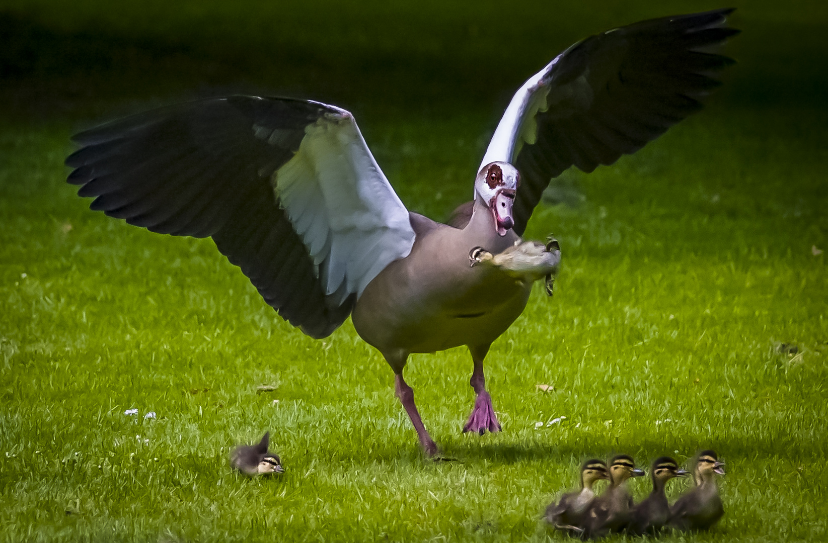 Nilgans tötet kleines Entenküken