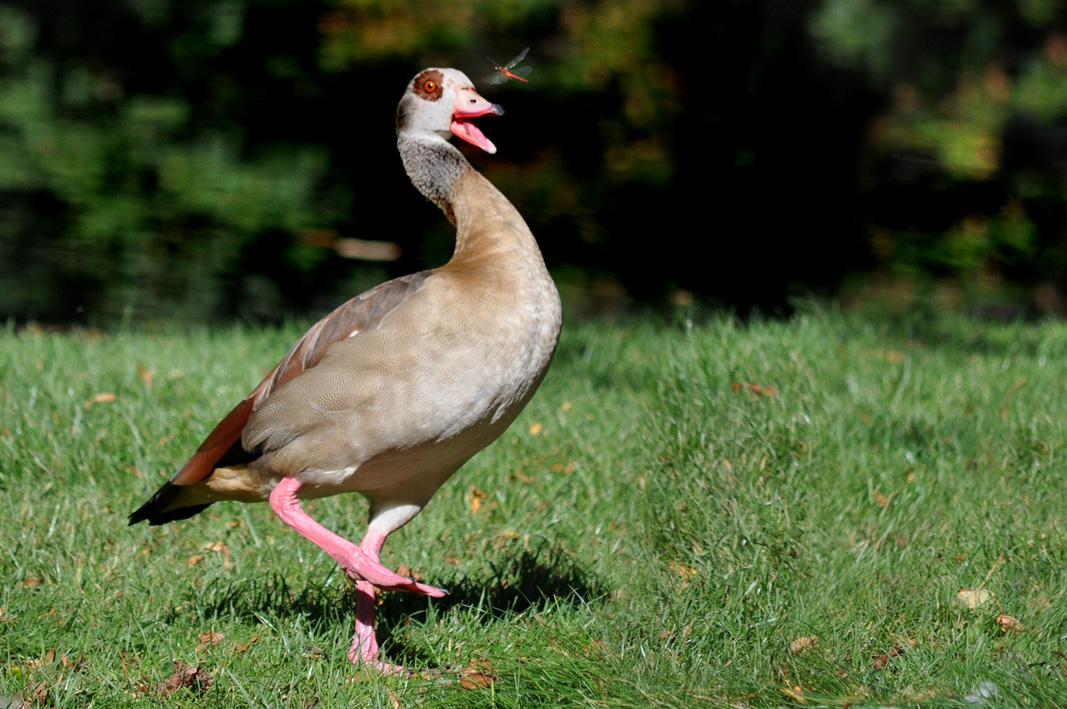 Nilgans trifft Libelle