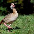 Nilgans trifft Libelle