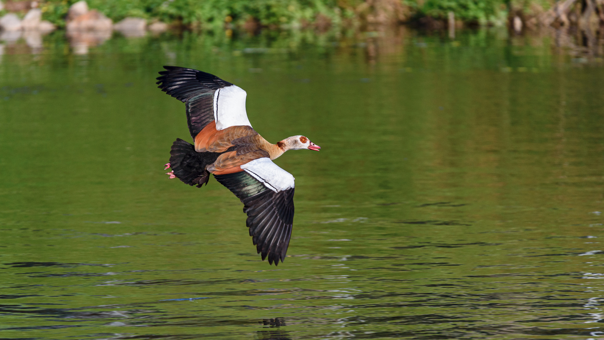 Nilgans über dem Neckar