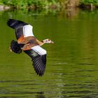 Nilgans über dem Neckar