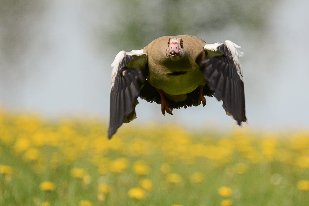 Nilgans über Löwenzahn