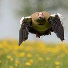 Nilgans über Löwenzahn