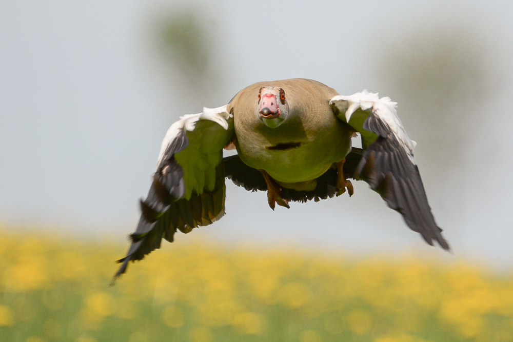 Nilgans über Löwenzahn II