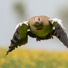 Nilgans über Löwenzahn II