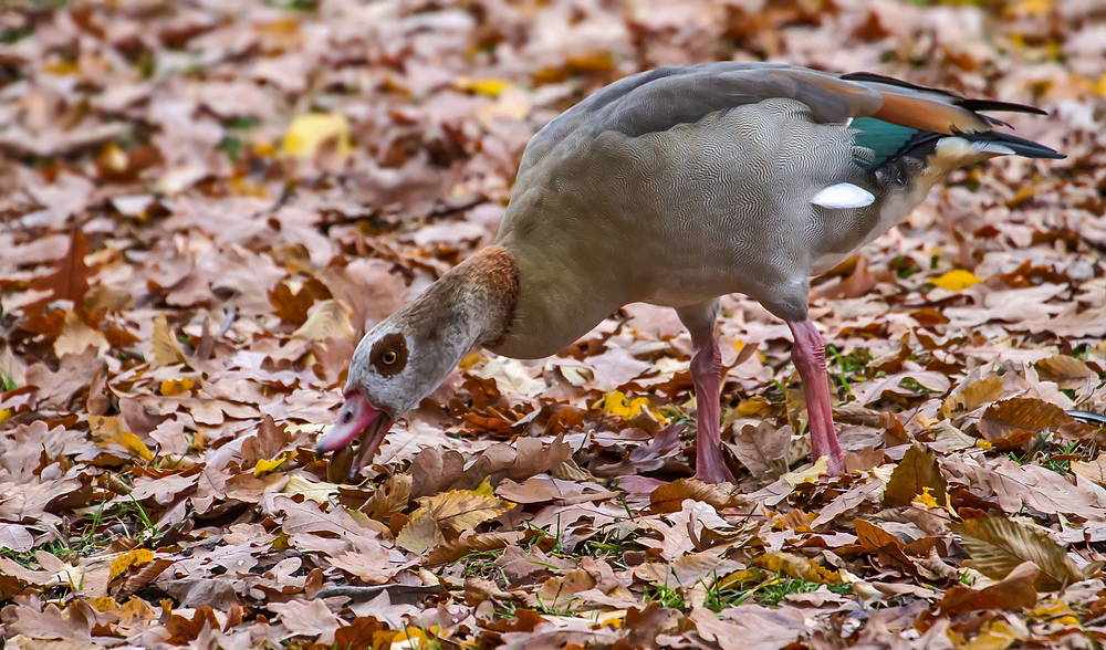 Nilgans und das Eicheldinner