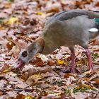 Nilgans und das Eicheldinner